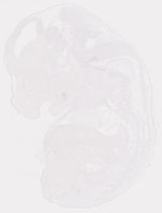 EMAGE:7256