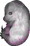 mouse atlas EMAGE spatial in situ gene expression database None
