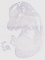 EMAGE:7274