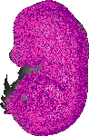mouse atlas EMAGE spatial in situ gene expression database None