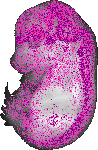 mouse atlas EMAGE spatial in situ gene expression database None