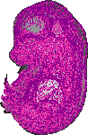 mouse atlas EMAGE spatial in situ gene expression database None