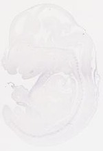 EMAGE:7450