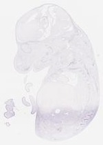 EMAGE:7465