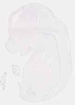 EMAGE:7496