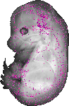 mouse atlas EMAGE spatial in situ gene expression database None
