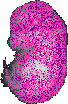 mouse atlas EMAGE spatial in situ gene expression database None