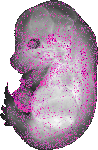 mouse atlas EMAGE spatial in situ gene expression database None
