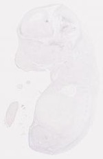 EMAGE:7560