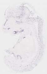 EMAGE:7581
