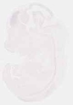 EMAGE:7620
