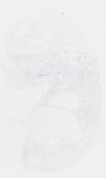 EMAGE:7649