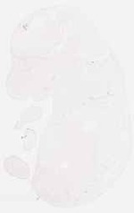 EMAGE:7685
