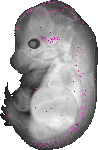 mouse atlas EMAGE spatial in situ gene expression database None
