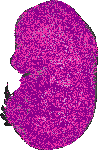 mouse atlas EMAGE spatial in situ gene expression database None