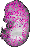 mouse atlas EMAGE spatial in situ gene expression database None