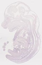 EMAGE:7773
