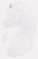 EMAGE:7815