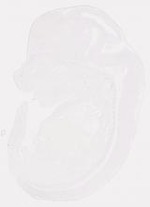 EMAGE:7826