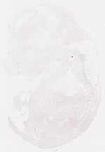 EMAGE:7827