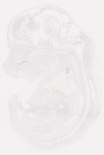 EMAGE:7827