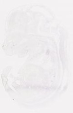 EMAGE:7827