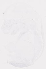 EMAGE:7837