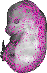 mouse atlas EMAGE spatial in situ gene expression database None