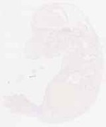 EMAGE:7897