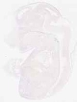 EMAGE:7903