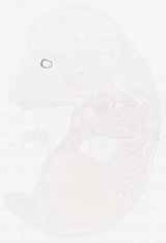 EMAGE:7903
