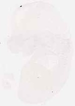 EMAGE:7924