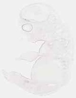 EMAGE:7929