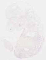 EMAGE:7929