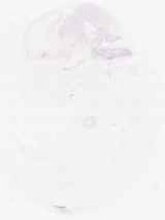 EMAGE:7946