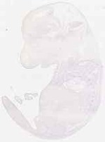EMAGE:7946