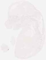 EMAGE:7952