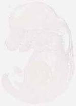 EMAGE:7952