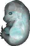 EMAGE:7954