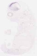 EMAGE:7980