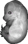 mouse atlas EMAGE spatial in situ gene expression database None