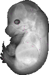 mouse atlas EMAGE spatial in situ gene expression database None