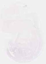 EMAGE:8041