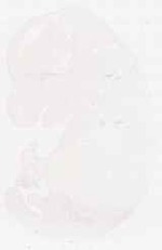 EMAGE:8049