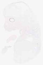 EMAGE:8052