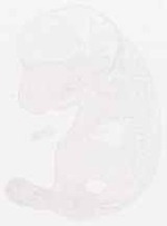 EMAGE:8053