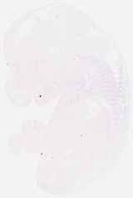 EMAGE:8061