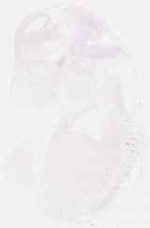 EMAGE:8072
