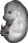 mouse atlas EMAGE spatial in situ gene expression database None