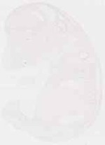 EMAGE:8084
